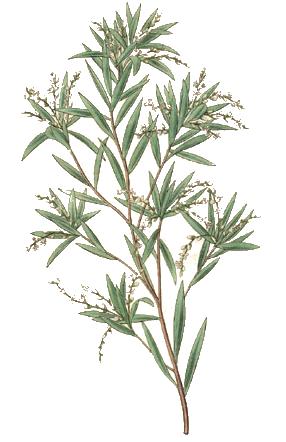 Leucopogon