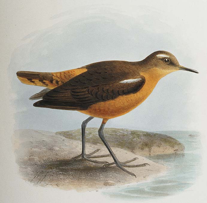 Polynesian sandpiper