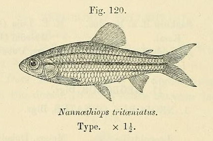 Neolebias