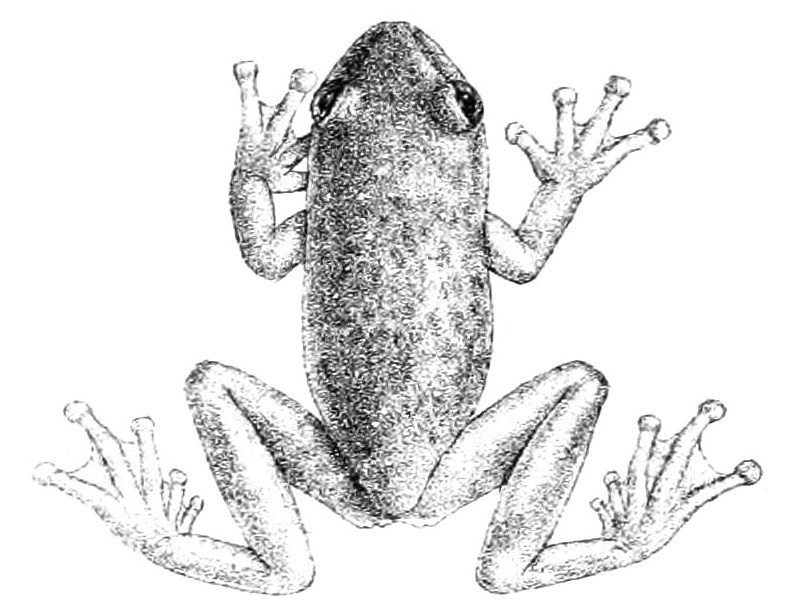 Hyloscirtus albopunctulatus