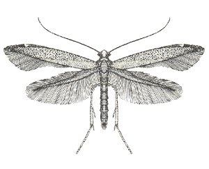 Bedellia