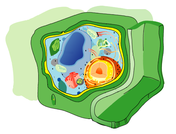 cell wall