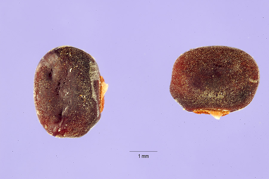 Sphenostylis