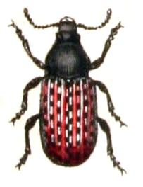 Anthribus