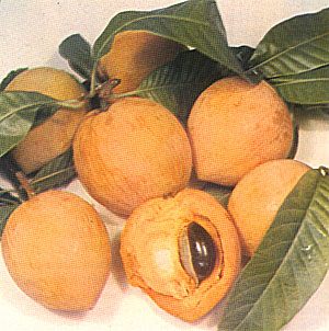 Pouteria campechiana