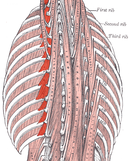 levatores costarum muscles