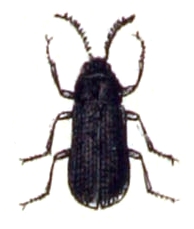 Cerophytidae