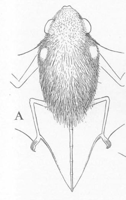 Allen's spotted bat