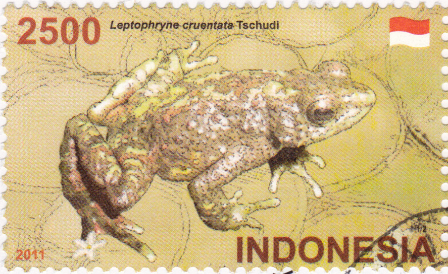 Bleeding toad