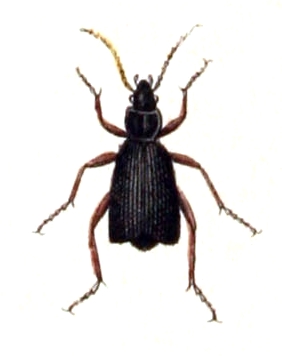 Aptinus