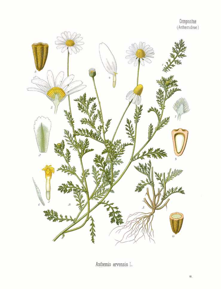Anthemis arvensis