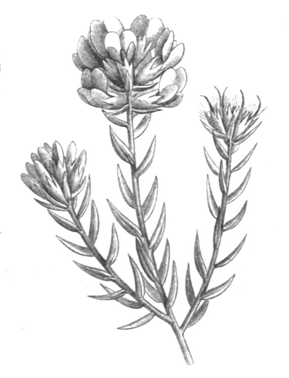 Amphithalea
