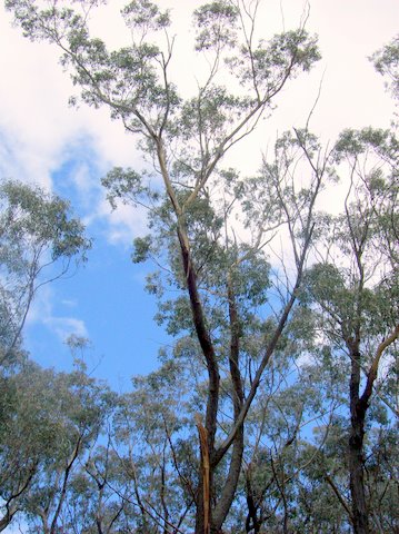 Eucalyptus sieberi