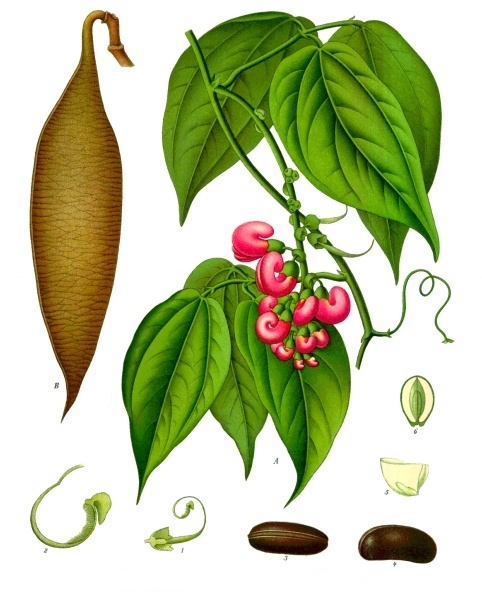 Physostigma