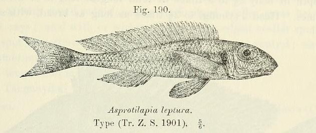 Xenotilapia leptura