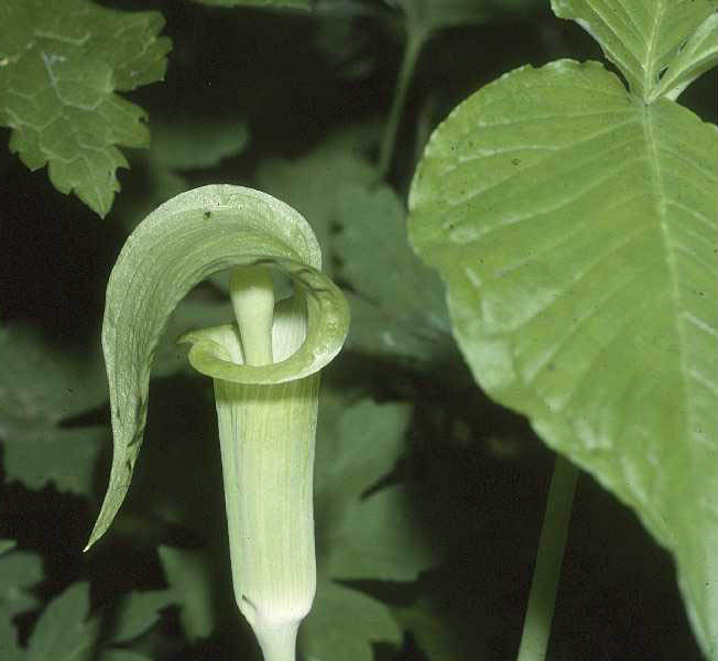 Arisaema