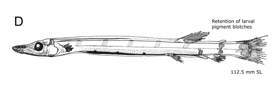 Bathylychnops exilis