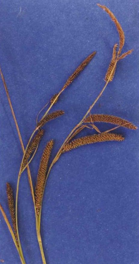 Carex angustata