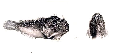 Tetrabrachiidae