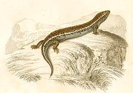 Chalcides