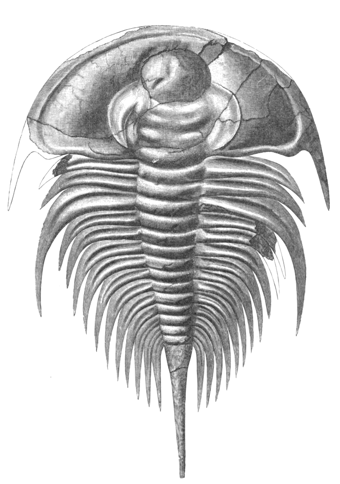 Olenellus