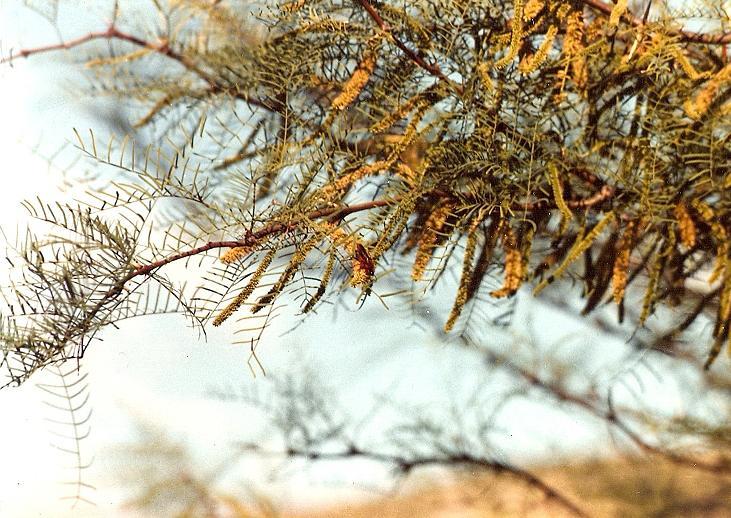 Prosopis chilensis