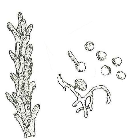 Ustilago tritici