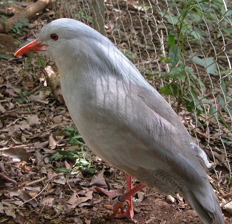 Rhynochetidae