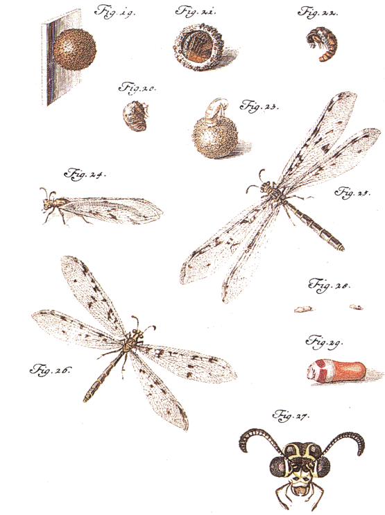 Neuroptera