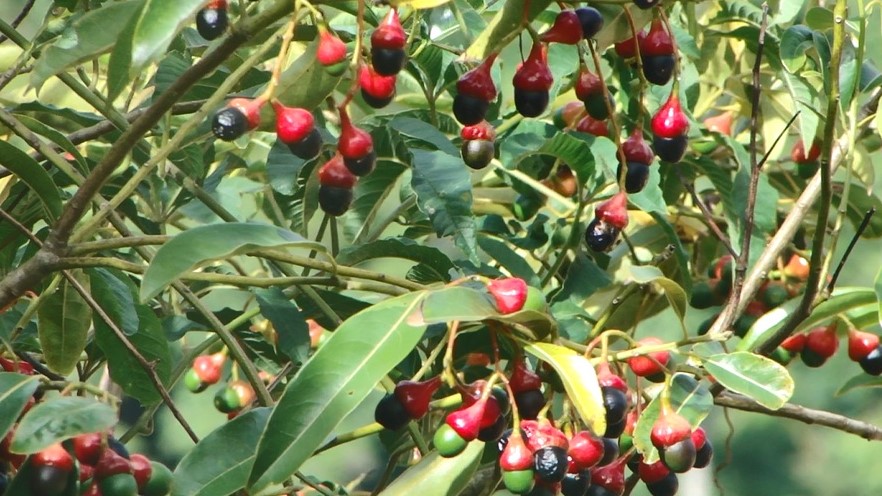 Ocotea puberula