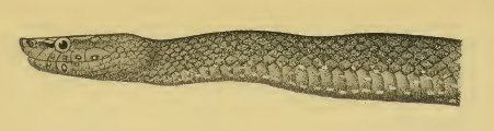 Pseudoboodon