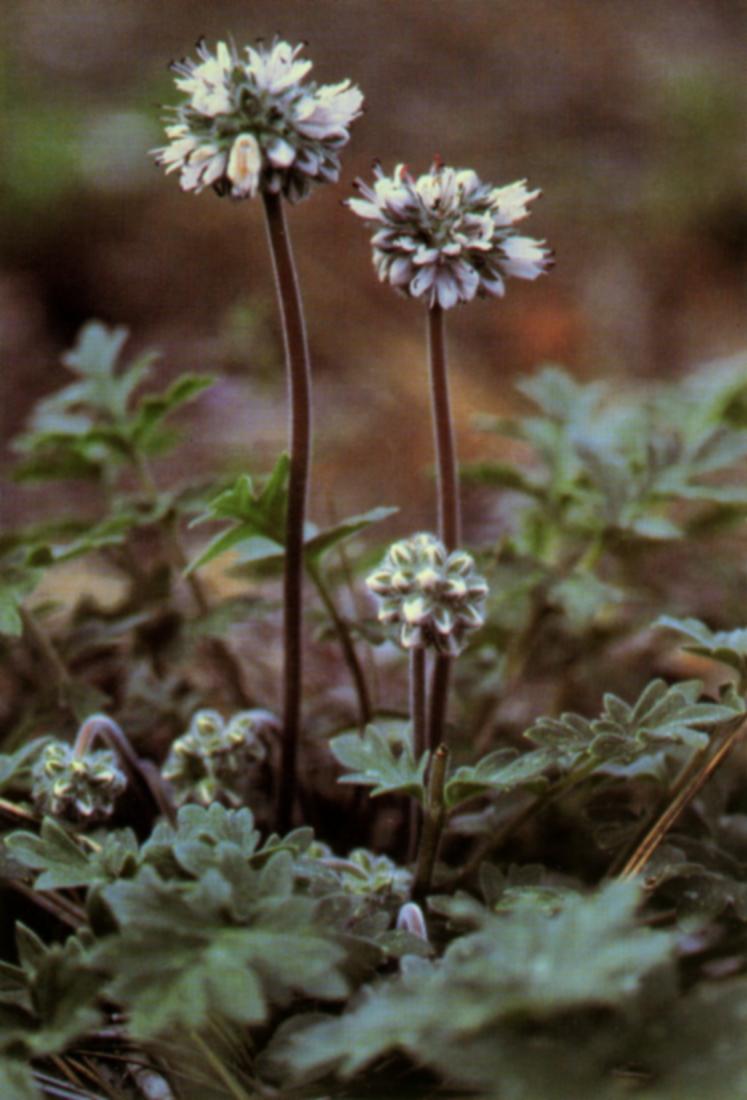Hydrophyllum