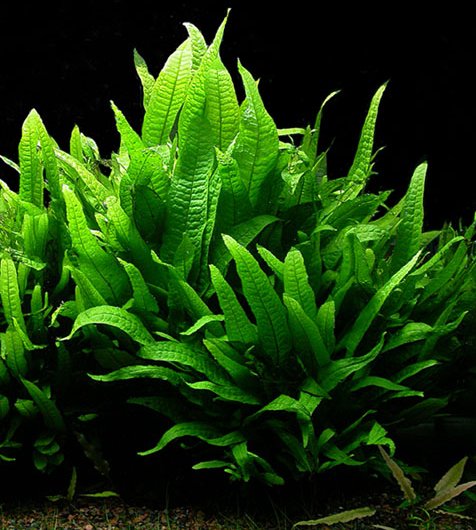 Microsorum