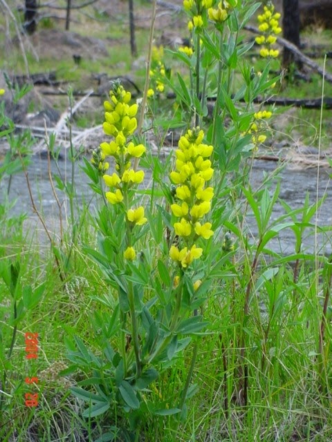 Thermopsis montana