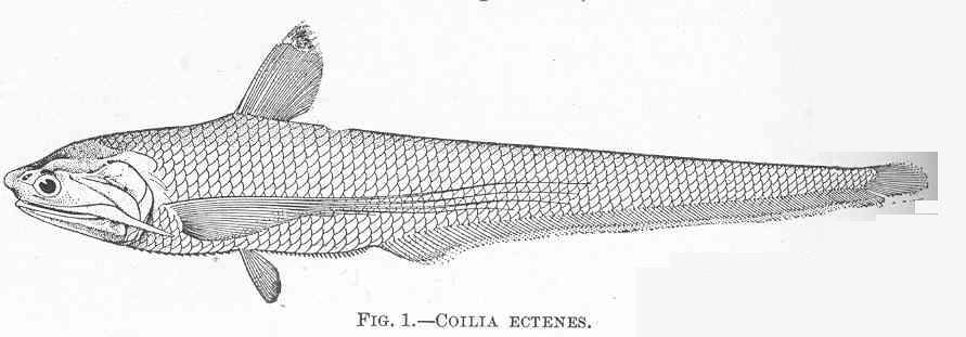 Coilia nasus