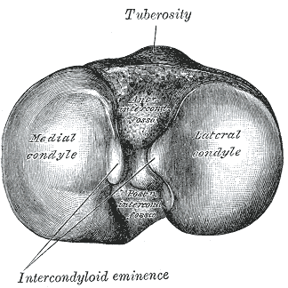 condyle