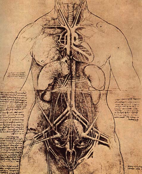 anatomy