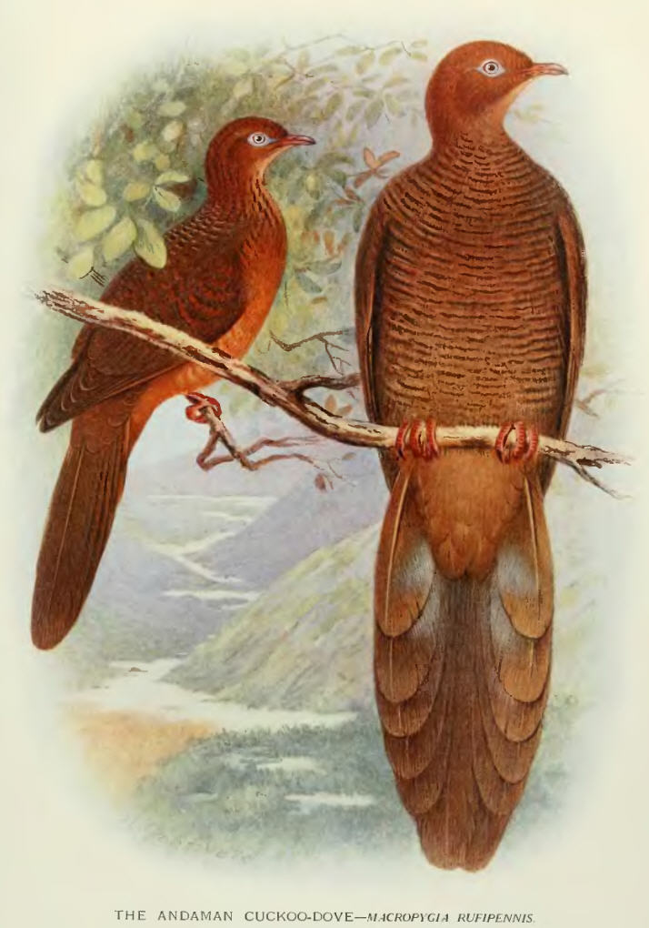Andaman Cuckoo-Dove