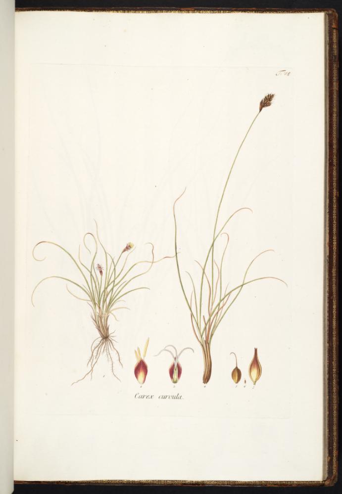 Carex curvula