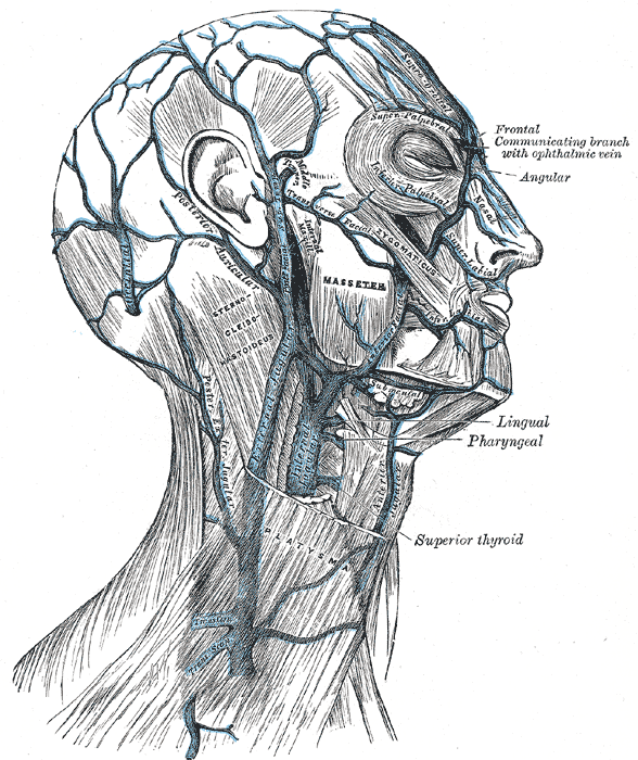 superficial temporal veins