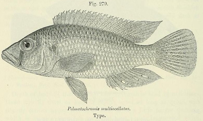 Pharyngochromis acuticeps