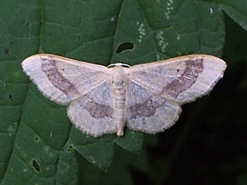 Riband Wave