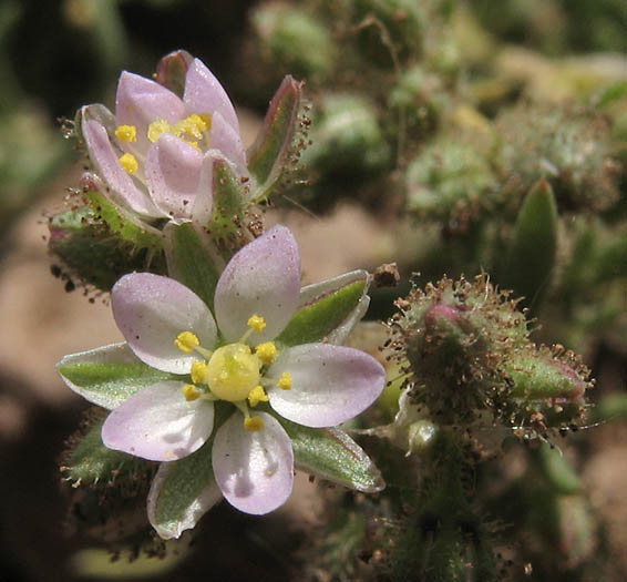 Spergularia bocconei