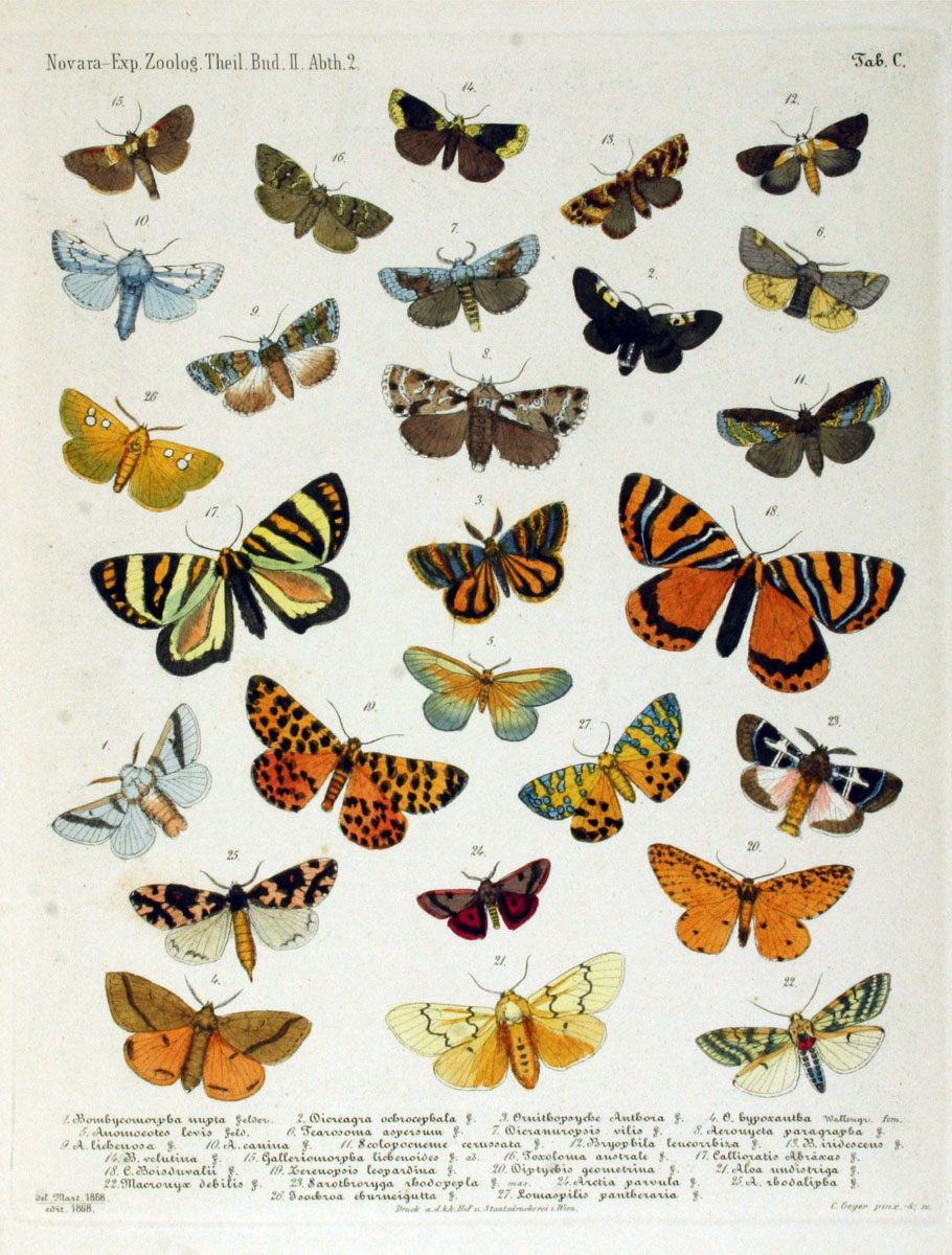 Anomoeotidae