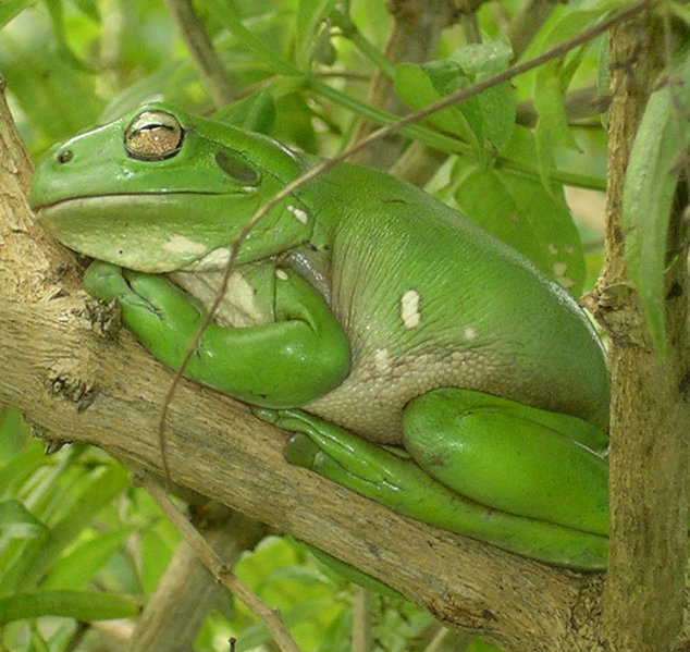 Litoria