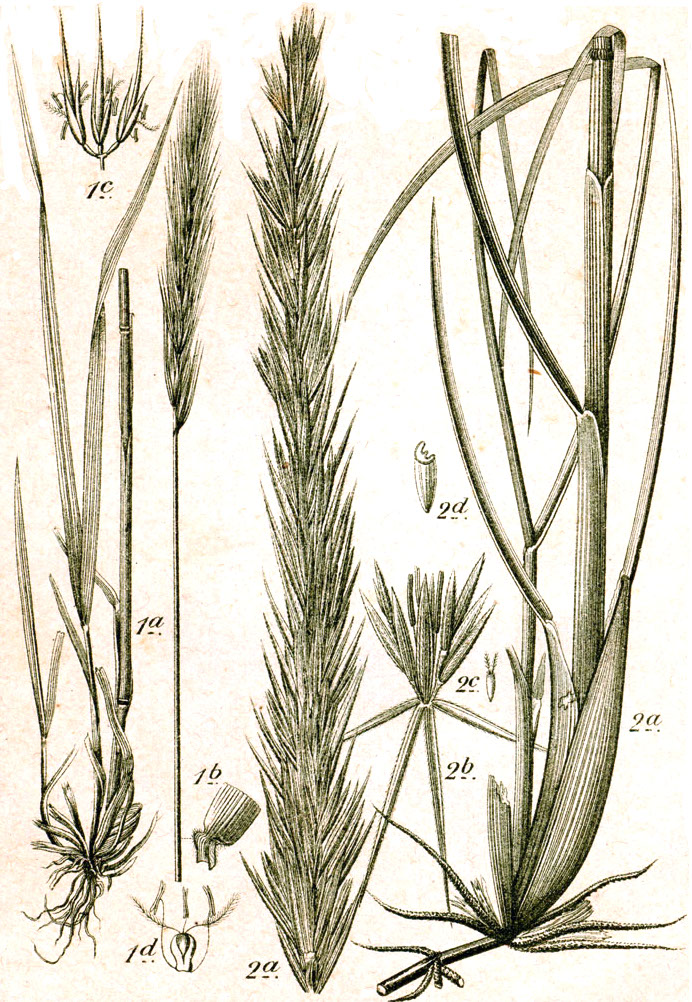 Hordelymus europaeus
