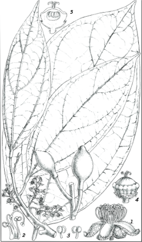 Peridiscaceae