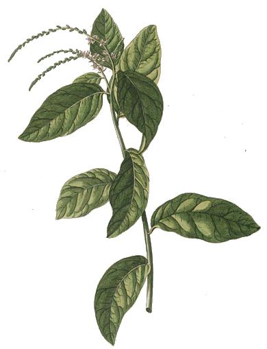 Petiveria alliacea