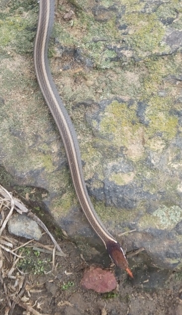 Rhadinaea hesperia
