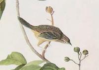 Peucaea